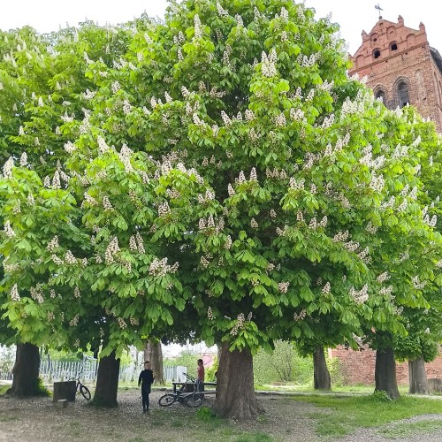Групповая экскурсия в мир старинных городов и частных музеев
