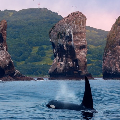 VIP-круиз с экспертами и музыкантами от Камчатки до Чукотки (всё включено)