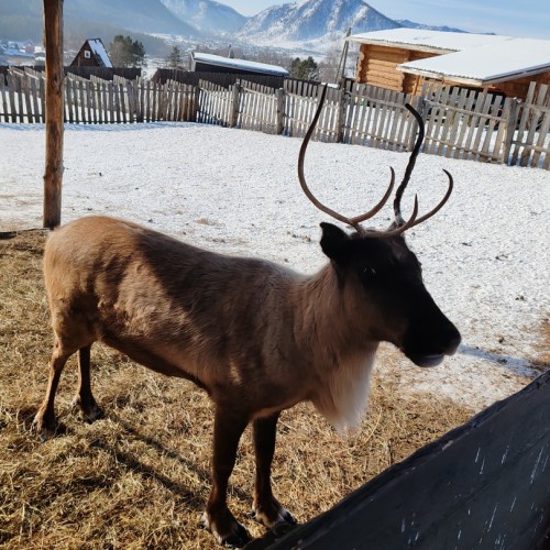 И уносит меня, и уносит меня в звенящий снежный Алтай (мини-группа)