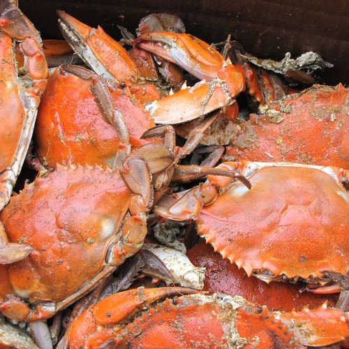 Острова с сокровищами: Сахалин, Итуруп, Кунашир