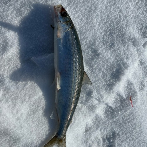 Зимняя рыбалка на льду Байкала своей компанией