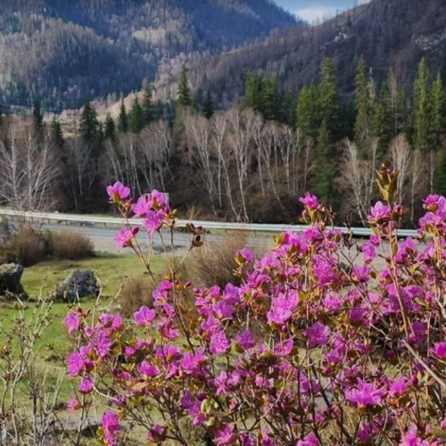 В сиреневом море цветов: весенний автотур по Чуйскому тракту