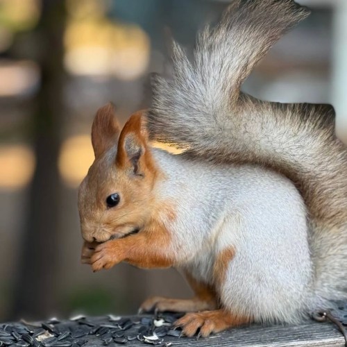 На связи «Орбита»