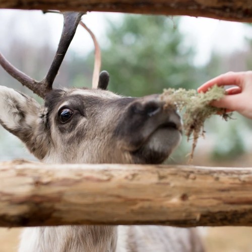 В Карелию из Петербурга индивидуально: природа, кирхи и крепости, знакомство с культурой