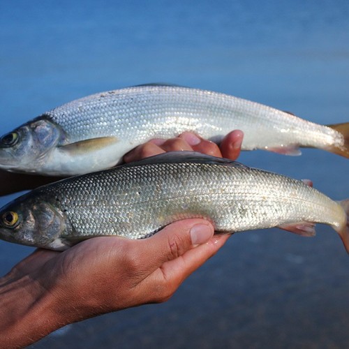 Экстрим-экспедиция на лодке вокруг Ольхона и рыбалка на Байкале только для вас