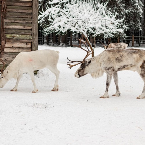 Прогулка на лошадях и визит к северным оленям
