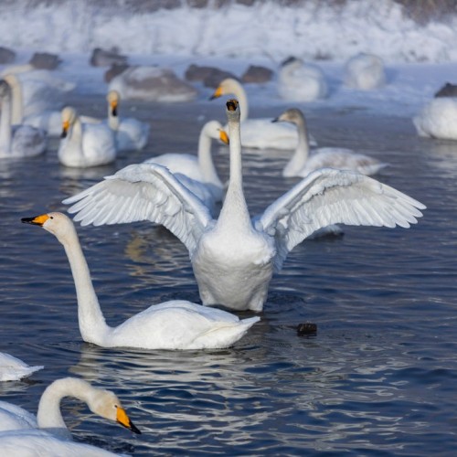 Зимний Алтай: снежные горы, незамерзающие озёра и тысяча лебедей