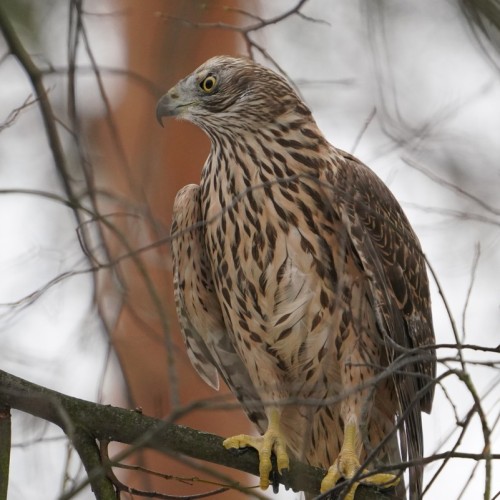 Птицы зимнего Петербурга