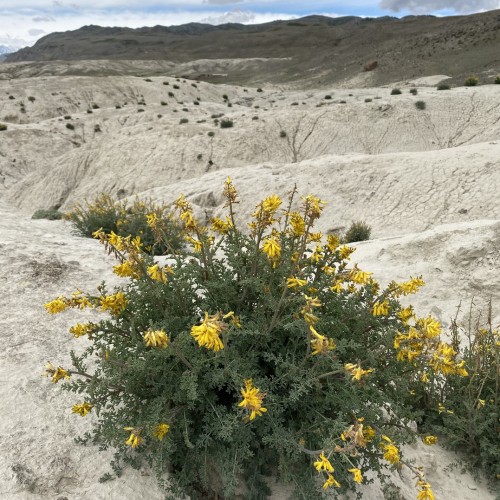 Тур по главным и редким местам Алтая на УАЗах: Чуйский тракт, горы, урочища, озёра и скалы