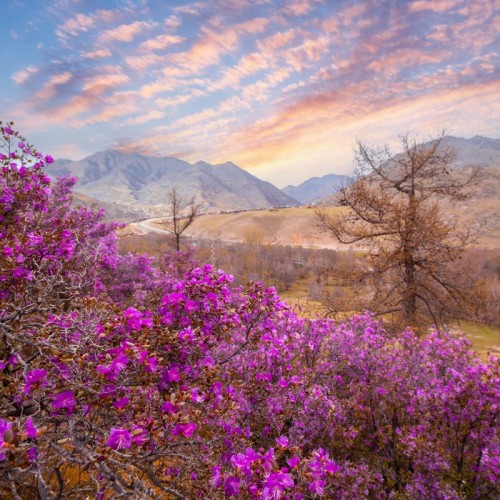 Алтай в цвету: маральник и Чуйский тракт — из Горно-Алтайска