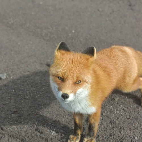 Возрождающая сила Камчатки: релакс на термальных источниках в мини-группе