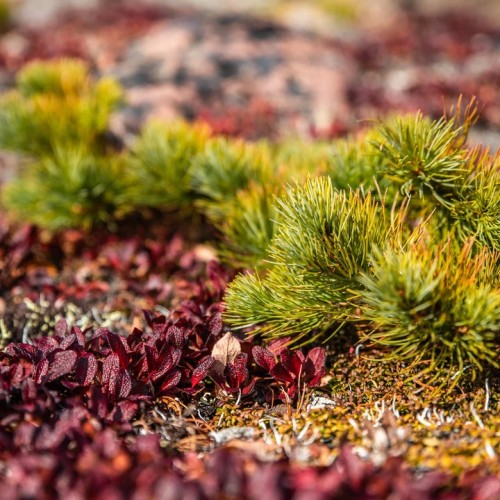 Большой поход с рюкзаками и палатками по Камчатке: вулканы, Тихий океан, термы и альпийские луга