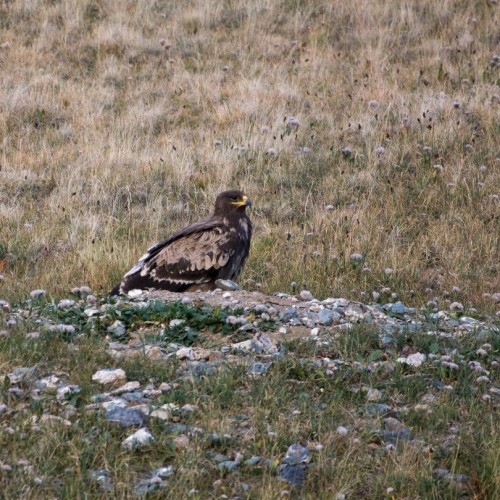 Наедине с Алтаем: высокогорные озёра, живописные долины и неземной ландшафт (всё включено)