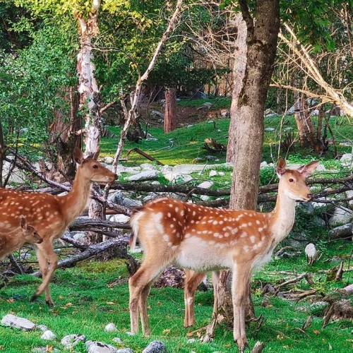 Семейный треккинг в Дигории с размещением в гостинице
