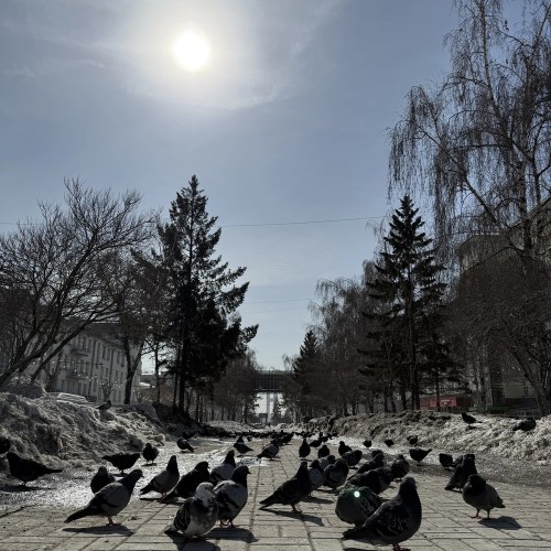 По улицам и мостам Новосибирска
