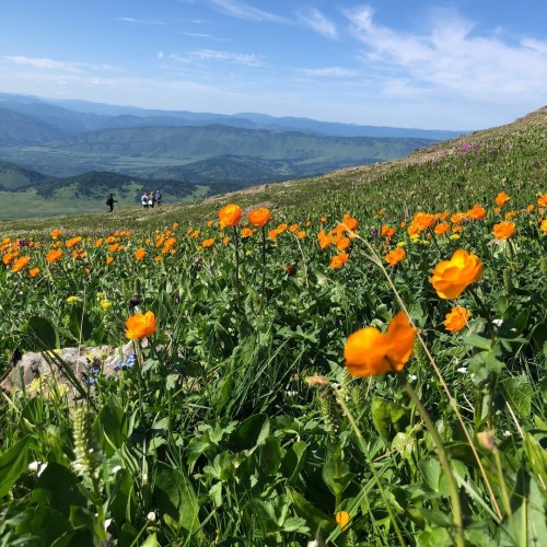 Лиловый наряд Алтая: путешествие по знаковым локациям и цветение маральника