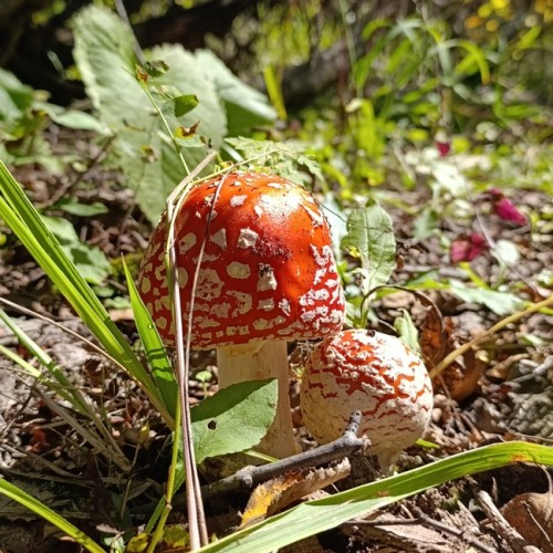 Выезд в Домбай на внедорожниках из Кисловодска: Гум-Баши, Мусса-Ачитара и Алибекский водопад