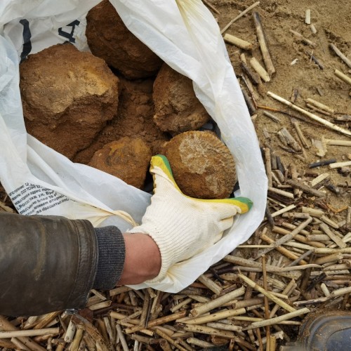 За окаменелостями музейного уровня в Ярославскую область с палеонтологом