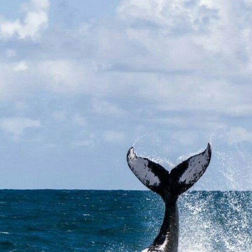 Киты, квадроциклы, сапы и деликатесы — Кольский на максималках