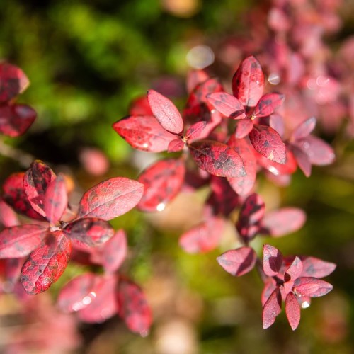 Большой поход с рюкзаками и палатками по Камчатке: вулканы, Тихий океан, термы и альпийские луга
