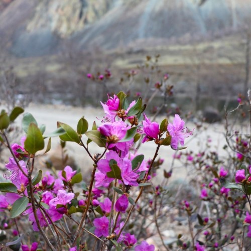 Майские праздники на Алтае: Чемал, Чуйский тракт, перевал Кату-Ярык и Телецкое озеро (мини-группа)