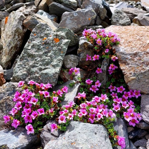 К ледникам: треккинг налегке в ущелье Актру с проживанием на турбазе