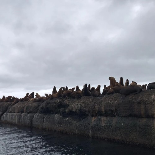Дикое лежбище морских львов на Сахалине
