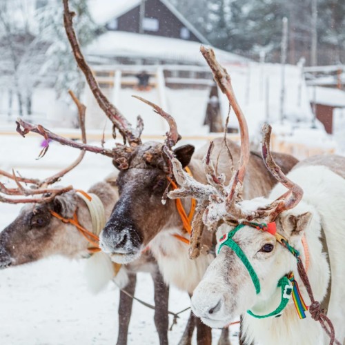 Путешествие в Арктику только для вас: Мурманск, Териберка, северное сияние и локации на ваш выбор