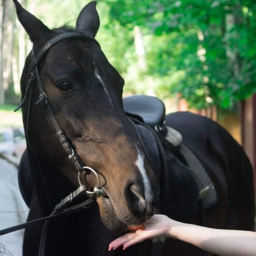 Конная экскурсия по Шуваловскому парку