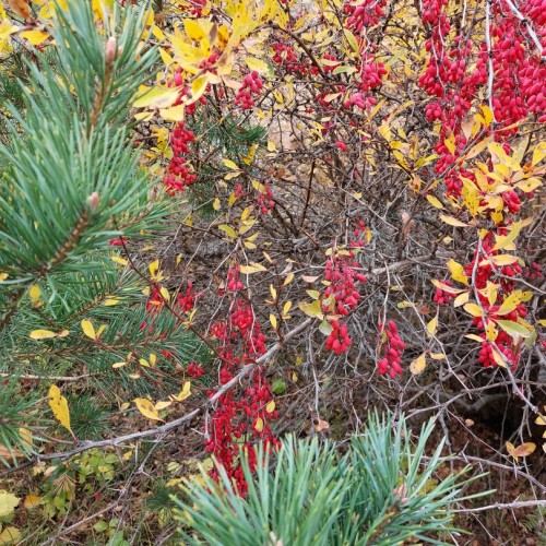Треккинг в Чегемском ущелье без рюкзаков с проживанием в гостевом доме (всё включено)
