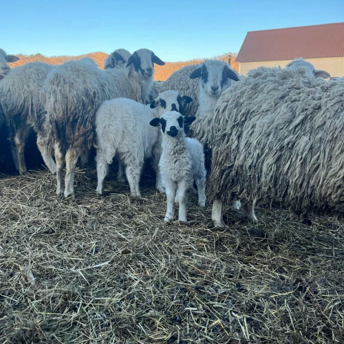 Агроэкскурсия на ферму и мастер-класс с перьями павлина