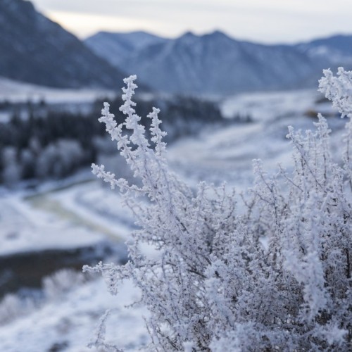 И уносит меня, и уносит меня в звенящий снежный Алтай (мини-группа)