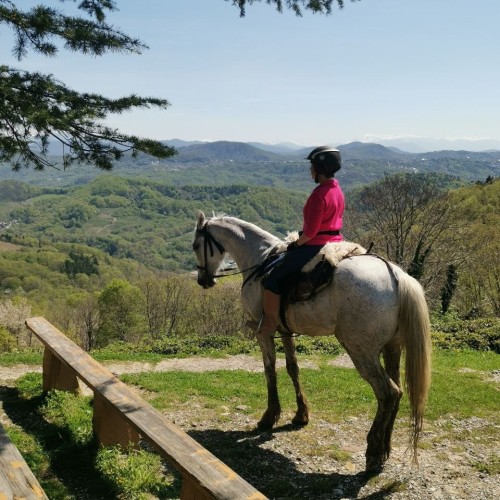 Конные прогулки для уверенных всадников: горы, море, чайные плантации и реликтовые леса Сочи