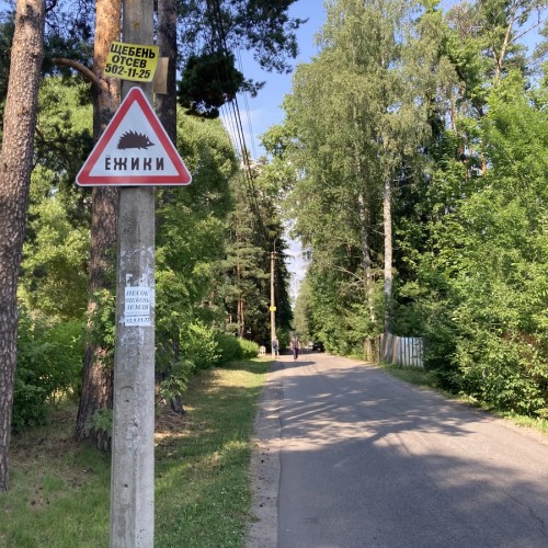 Лесная сторона Комарово: от дач до «будки» Ахматовой