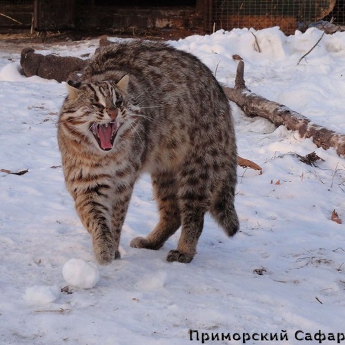 По следам тигра: Шкотовские водопады, сафари-парк + Лазурная и Стеклянная бухты