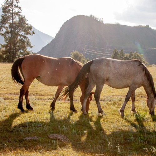 Топовые и необычные места Алтая в мини-группе: Чуйский тракт, озеро Джангыскёль и лёгкий треккинг