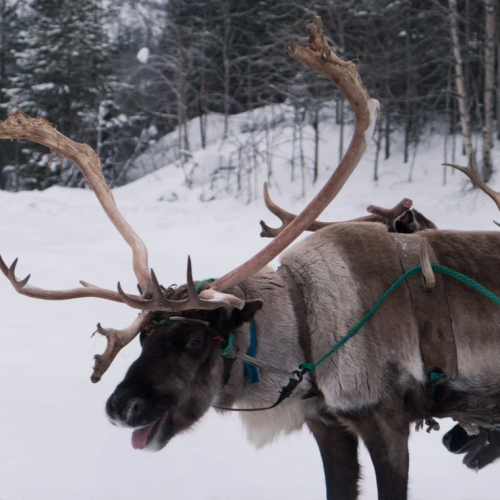 Териберка, Огни Имандры и столица Русской Арктики с проживанием в купольном отеле (мини-группа)