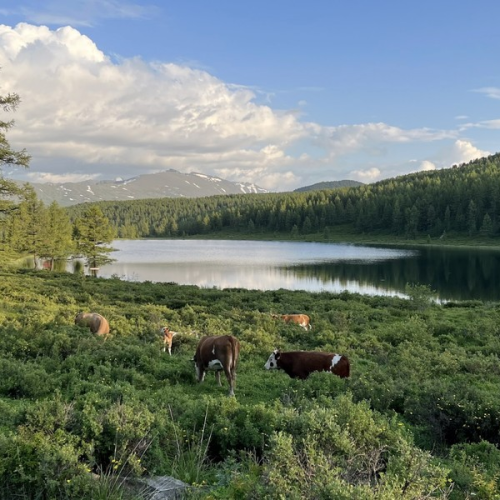Интернет-детокс и отдых от забот и суеты в горах Алтая