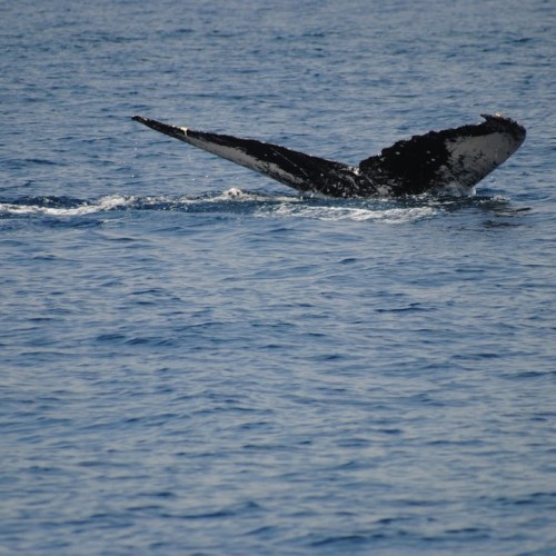 На Кольский в поисках китов и дельфинов мини-группой