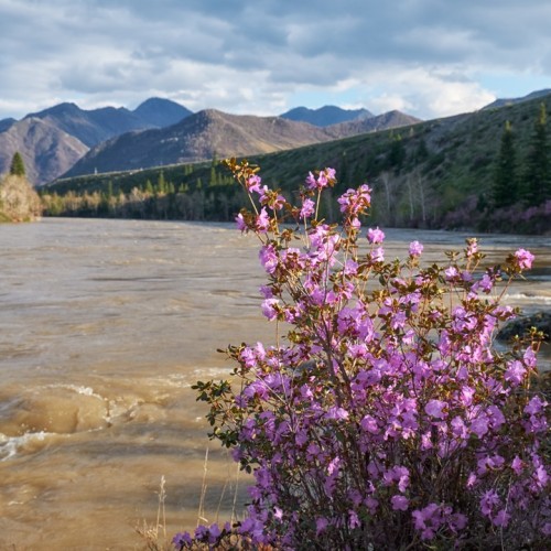 За пейзажами весеннего Алтая: цветение маральника