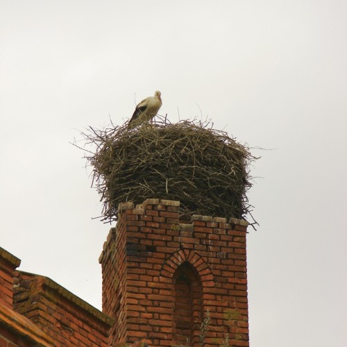 По следам Восточной Пруссии: Кёнигсберг, Зеленоградск и окрестные замки