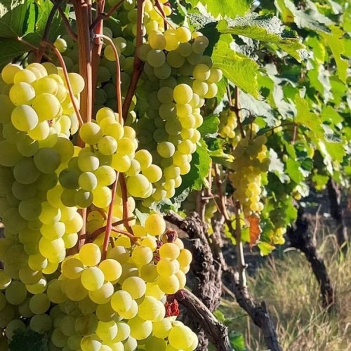 Большое путешествие 2 в 1: Армения и Грузия, дегустации, мастер-классы и экскурсии