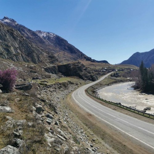За пейзажами весеннего Алтая: цветение маральника