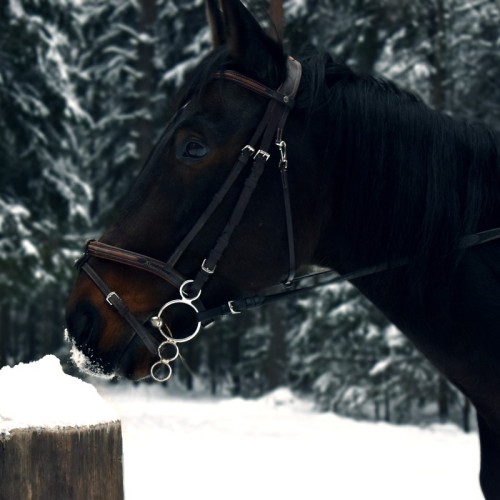 Верхом по Кавголовскому лесопарку — к питомнику зубробизонов