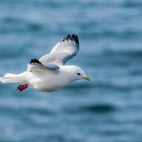 VIP-круиз с экспертами и музыкантами от Камчатки до Чукотки (всё включено)