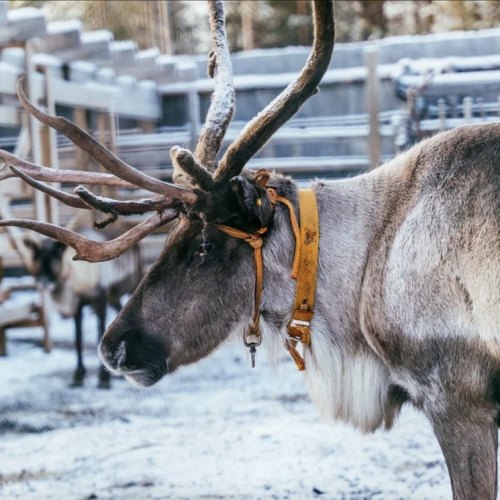 На Кольский за впечатлениями: морская прогулка, айс-флоатинг в Белом море и удивительная Териберка