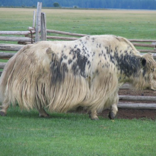 На внедорожнике по Бурятии и Монголии: 3 дня с видом на вершины Восточного Саяна (мини-группа)