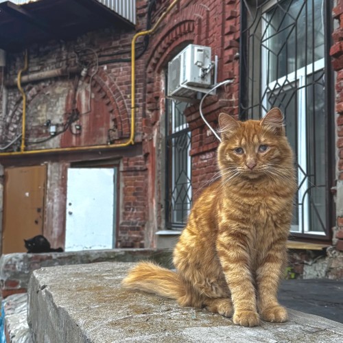 Дворики старой Самары (в группе)