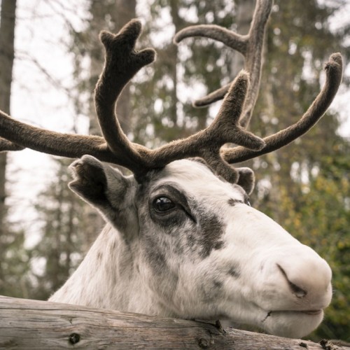 В Карелию на выходные всей семьёй: Петрозаводск, окрестности и знакомство с традициями