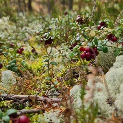 Детокс в Карелии: место силы, дары леса и походная романтика (всё включено)
